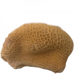 Bucho de Boi Tipo B kg COD.1168