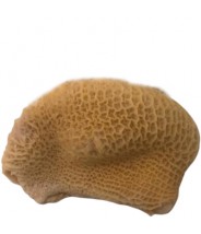 Bucho de Boi Tipo B kg COD.1168